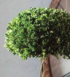 Temple Tall Preserved Boxwood Topiary in Pot