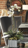 The Ovation Orchid in Mirrored Vase is beautiful. Gracefully arching stems of white orchids atop a bed of moss, nestled in a glass mirrored cube container. Base is 6x6.
