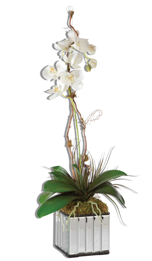 The Ovation Orchid in Mirrored Vase is beautiful. Gracefully arching stems of white orchids atop a bed of moss, nestled in a glass mirrored cube container. Base is 6x6.